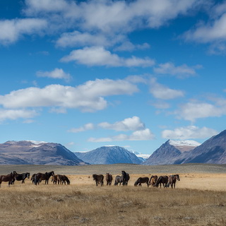 Altai Tavan Bogd - Horses
